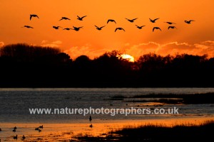 Brent Goose Branta bernicla ©Robert Read/Nature Photographers Ltd